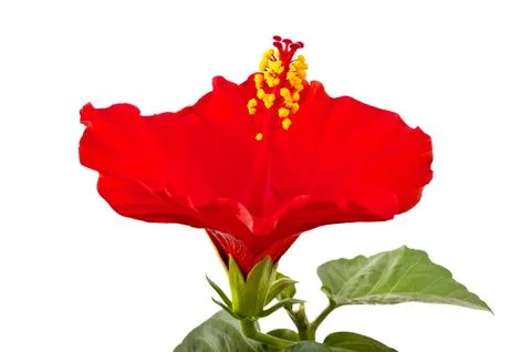 Hibiscus Stock Photos