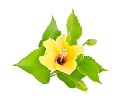 Hibiscus Stock Photos