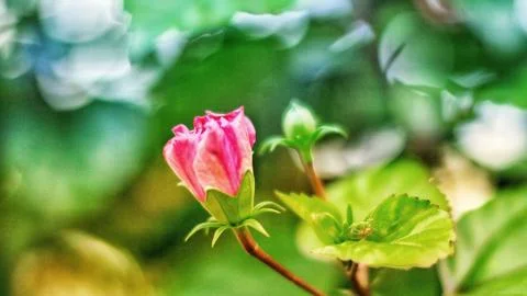 Hibiscus Stock Photos