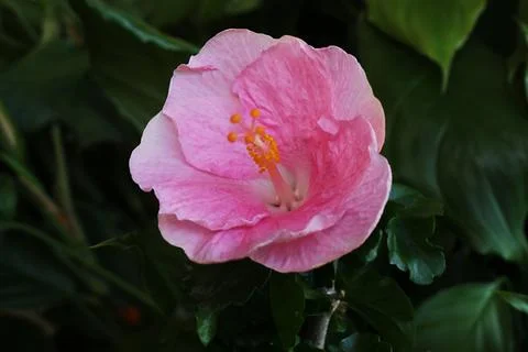 Hibiscus Stock-Fotos