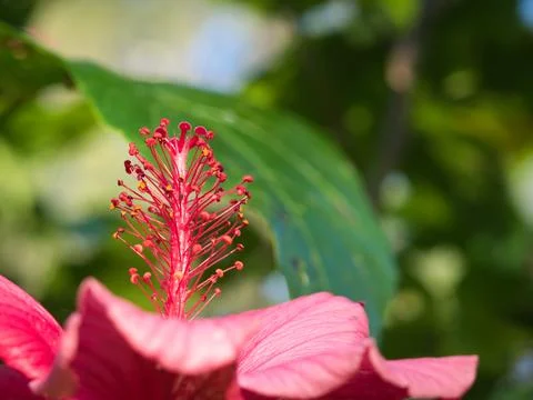 Hibiscus Stock Photos