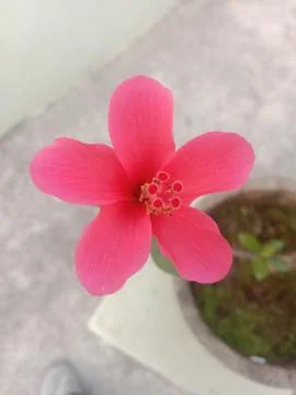 Hibiscus Stock Photos