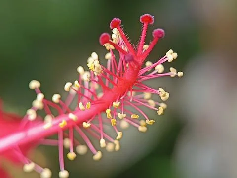 Hibiscus Stock Photos