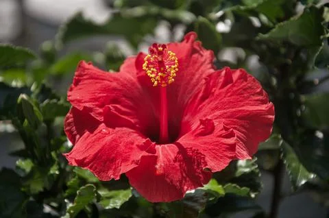 Hibiscus Stock Photos