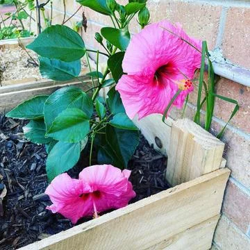 Hibiscus Pink 库存照片