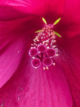 Hibiscus Piston Stock Photos