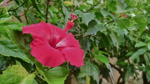 Hibiscus Plant 動画素材 133551220