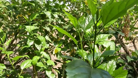 Hibiscus Plant Video stock 254337769