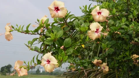 Hibiscus Plant Stock-Footage 340652075