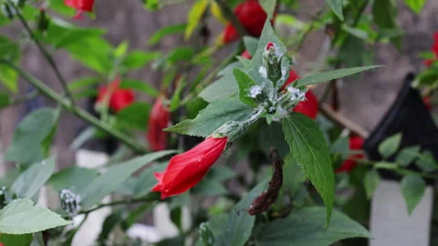 Hibiscus plant infested with mealybugs sucking sap Video stock 341961674