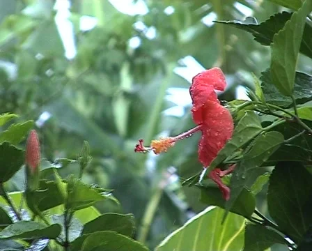 Hibiscus in the rain Stock Footage 378102