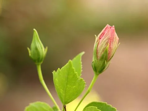 Hibiscus red Stock Photos
