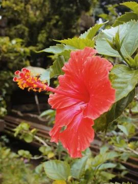 Hibiscus red Foto stock