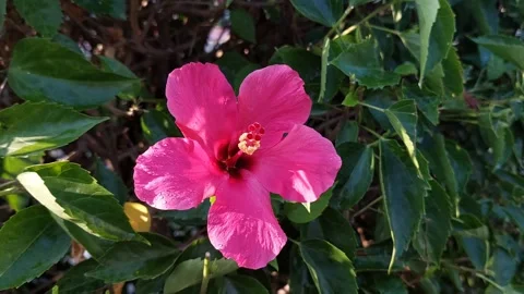 Hibiscus rosa are blown in the wind Stock Footage 288184005