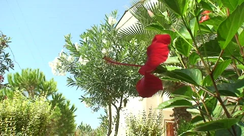 Hibiscus rosa  Video stock 85145
