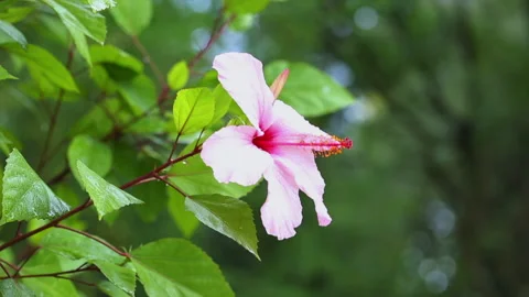 Hibiscus rosa-sinensis Stock Footage 139986351