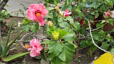 Hibiscus rosa-sinensis Stock Footage 218054430
