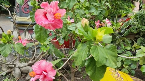 Hibiscus rosa-sinensis Stock Footage 218054437