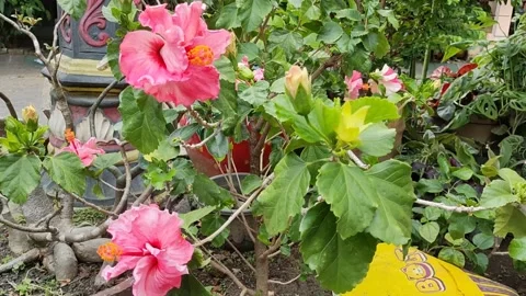 Hibiscus rosa-sinensis Stock Footage 218054438