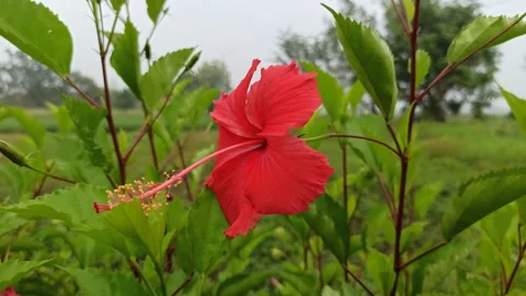 Hibiscus rosa-sinensis Stock-Footage 268721854
