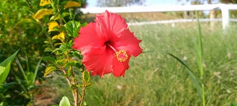 Hibiscus × rosa-sinensis. Stock Footage 289350960