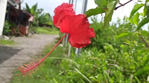 Hibiscus rosa-sinensis Video stock 300425004