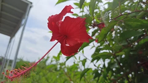 Hibiscus rosa-sinensis Stock Footage 300425037