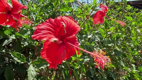 Hibiscus rosa-sinensis L Stock Footage 285139143
