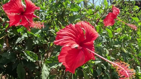 Hibiscus rosa-sinensis L Stock Footage 285139171