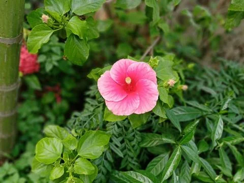 Hibiscus rosa-sinensis Stock Photos