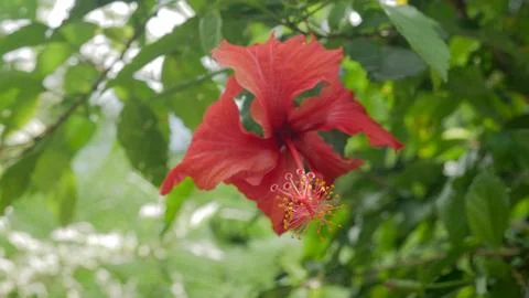 Hibiscus rosa sinensis Stock Photos