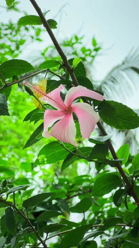 Hibiscus Rosa-Sinensis White Pink Flower Vertical Video Background Stock Footage 333620809