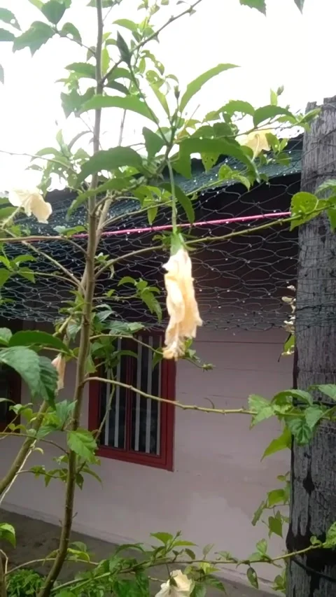 Hibiscus rosa sintetic Video stock 218596262