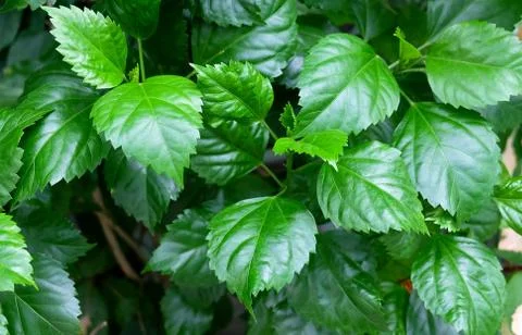Hibiscus, Rose Mallow or Bunga Raya Plant Stock Photos