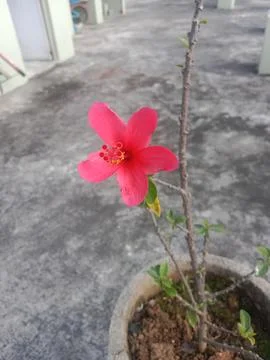 Hibiscus Rose Stock Photos