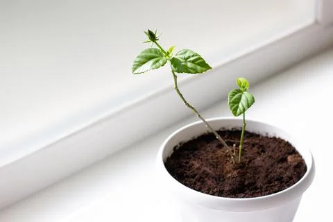 Hibiscus sapling in pot on white  background Stock Photos