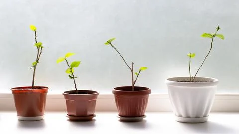 Hibiscus sapling in pot on white  background Stock Photos
