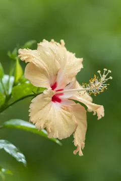 Hibiscus shoe Stock Photos