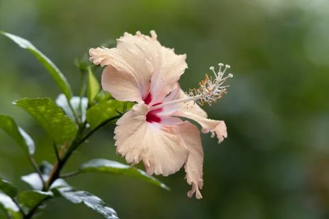 Hibiscus shoe Stock Photos