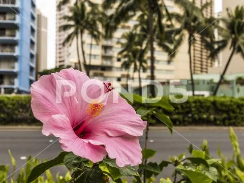 Hibiscus, the state flower of Hawaii, blooming alongside Ala Mona Boulevard, Wai Stock Photos