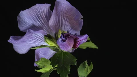 Hibiscus syriacus time lapse Stock-Footage 285765259