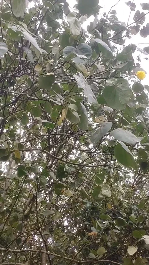 The hibiscus tree is blown by a gentle breeze Stock Footage 327692340