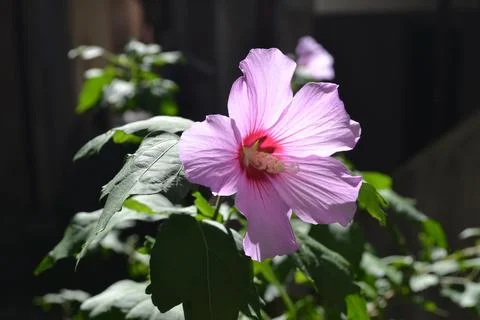 Hibiscus tree flower in back light summer garden. Stock Photos