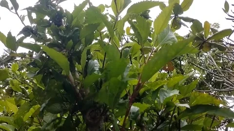 Hibiscus tree Stock Footage 327247749