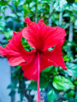 Hibiscus tree Stock Photos