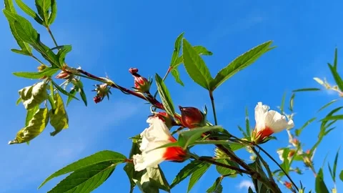 Hibiscus under the blue sky Stock Footage 296362843