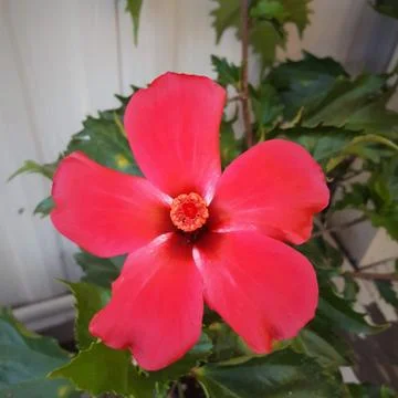 HIBISCUS UPCLOSE Fotos Stock