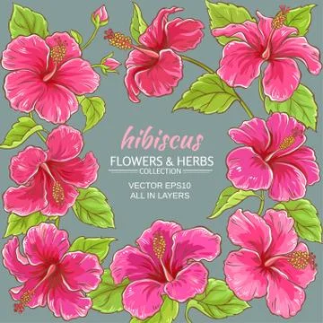 Hibiscus vector frame Stock Illustration