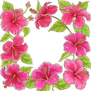 Hibiscus  vector frame Stock Illustration