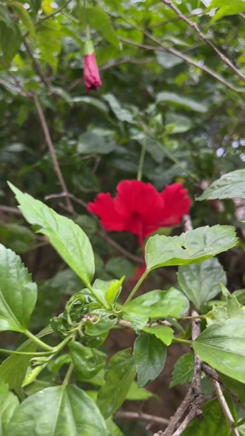 Hibiscus on a windy day Stock Footage 234478877